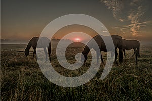 Horses grazing an early morning in the misty sunrise