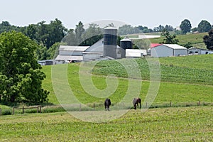 Horses grazing with farm in background