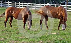 Horses grazing farm country countryside rural Vermont New England