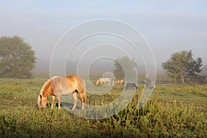 Horses Grazing in Farm Pasture at Foggy Sunrise