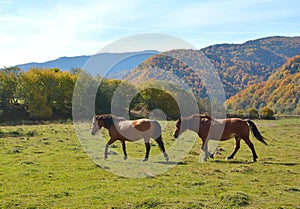 Horses grazing in a field