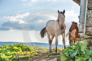 Horses grazing on a field