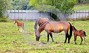 Horses grazing on the field.