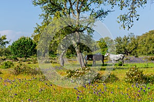 Horses grazing on the field