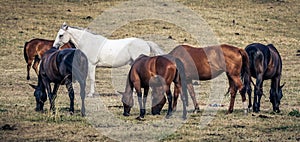 Horses grazing in field