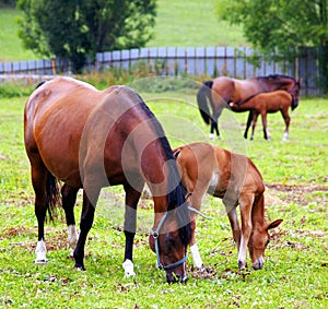 Horses grazing on the field.