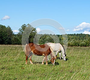 Horses grazing on the field