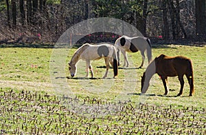 Horses Grazing in a Field - 2
