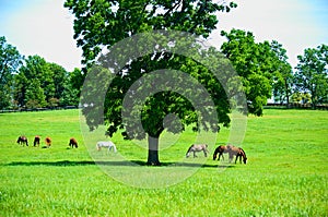 Horses grazing in a field