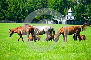 Horses grazing in a field