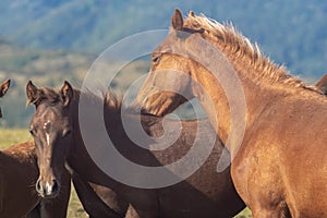 Horses grazing in the field