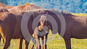 Horses grazing in the field