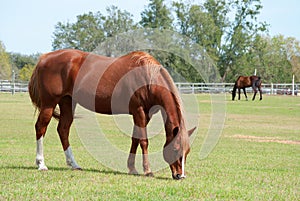 Horses grazing in a field