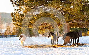 Horses grazing in a field