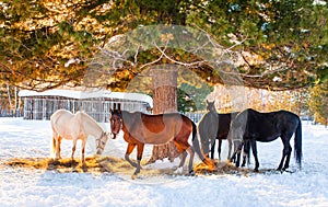 Horses grazing in a field