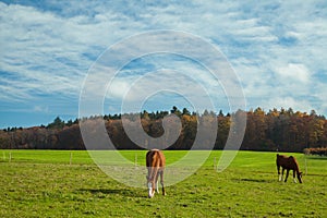 Horses grazing in the field against the background of the autumn forest