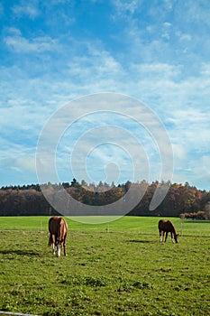 Horses grazing in the field against the background of the autumn forest