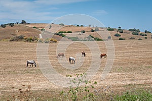 Horses grazing in a field. Andalucia, Andalusia, Spain. Europe.