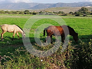 Horses grazing in the field-andalusia