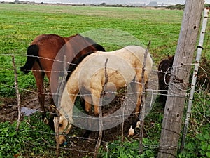 Horses grazing in the field-Andalusia-Spain