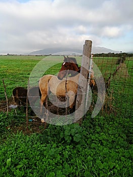 Horses grazing in the field-Andalusia-Spain