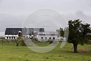 Horses grazing in field with farm buildings in the background during a misty grey early fall morning