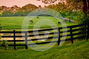 Horses grazing in a field with fence and pond