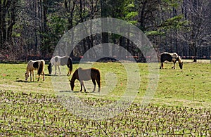 Horses Grazing in a Field