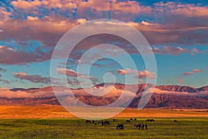 Horses grazing on the field in the mountains