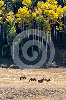 Horses grazing in a field near aspen trees in the fall.