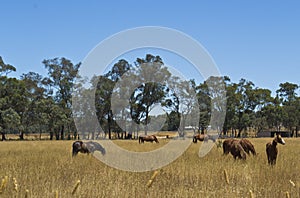Horses grazing in field near Dubbo, New South Wales, Australia.