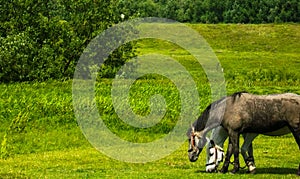 Horses grazing in field in rural