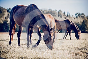 Horses grazing in the field. Rural landscape