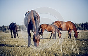 Horses grazing in the field. Rural landscape
