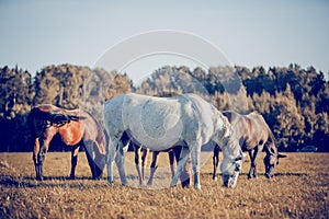 Horses grazing in the field. Rural landscape
