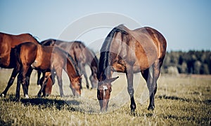 Horses grazing in the field. Rural landscape