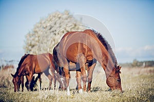 Horses grazing in the field. Rural landscape