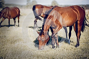 Horses grazing in the field. Rural landscape