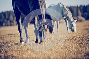 Horses grazing in the field. Rural landscape