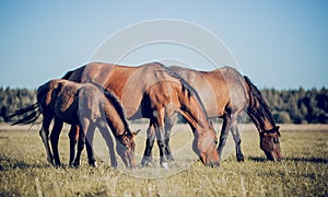 Horses grazing in the field. Rural landscape