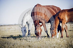 Horses grazing in the field. Rural landscape