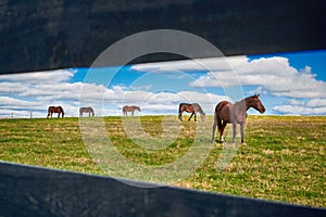 Horses grazing in a field seen through rail fence