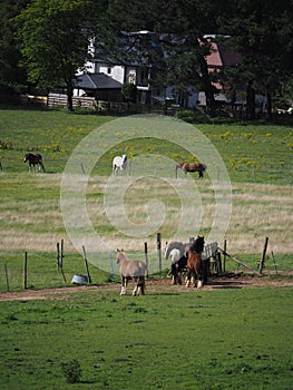 Horses grazing in a field in the sun