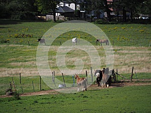 Horses grazing in a field in the sun