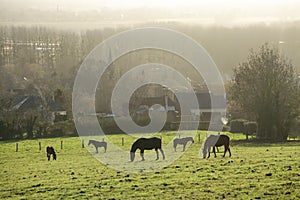 Horses grazing in a field in winter in Normandy France