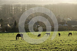 Horses grazing  in a field in winter in Normandy France