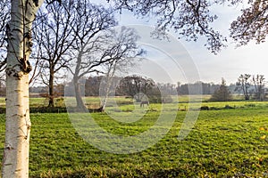 Horses grazing in the fields near Oudemolen