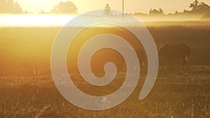 Horses grazing on a foggy pasture during sunrise