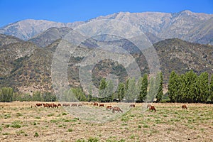 Horses Grazing at Foot of Andes Mountains in Chile