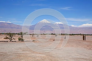 Horses Grazing at Foot of Andes Mountains in Chile